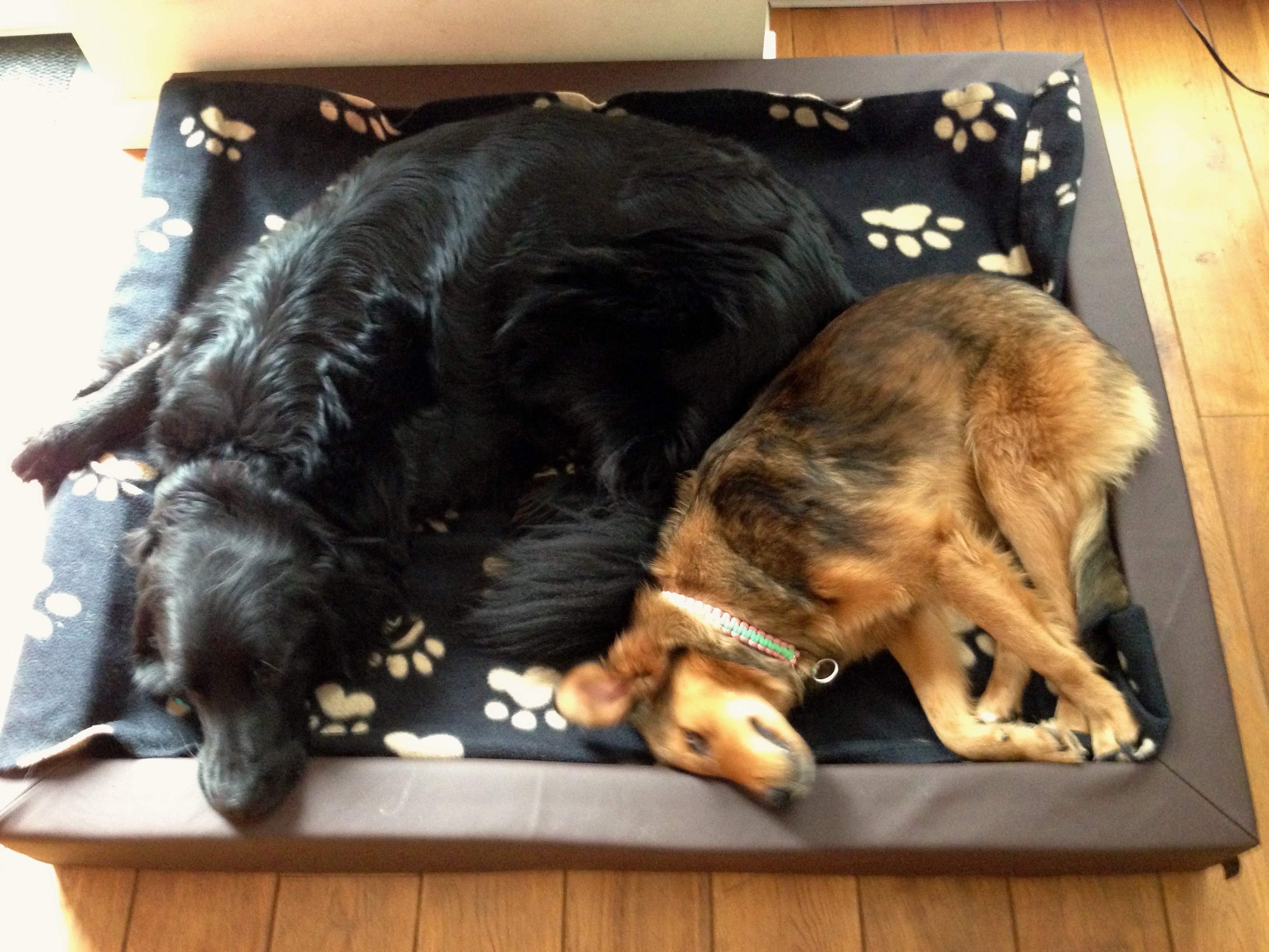 Hundehaare, die sind fein DOGiT Individuelles Training für Mensch